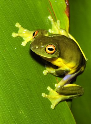 Litoria chloris - Southern orange-eyed tree frog