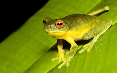 Southern orange eyed tree frog