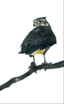 Brown falcon - over shoulder