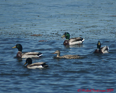 g1/12/720312/3/112640635.D0W4gc4y.jpg