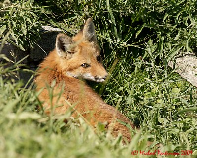 Red Fox Kit On Fort Henry Hill