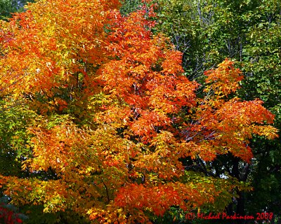 LeafPeeping 05658 copy.jpg