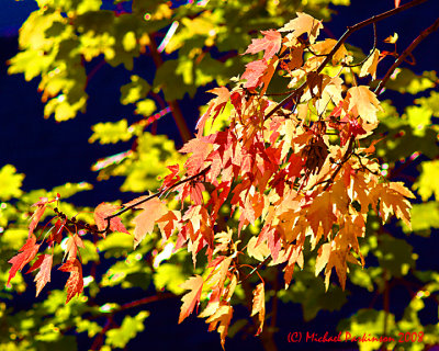 Leaf Peeping 05734 copy.jpg