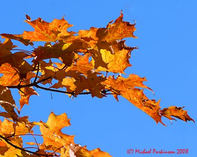 Leaf Peeping 05746 copy.jpg