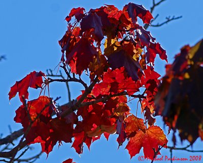 Leaf Peeping 05747 copy.jpg