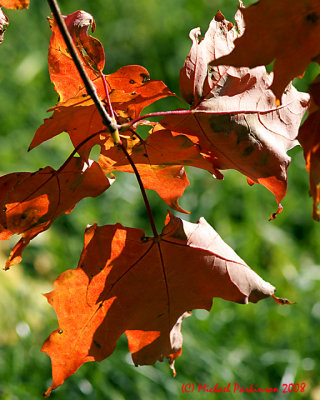 Leaf Peeping 05751 copy.jpg