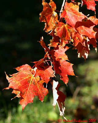 Leaf Peeping 05753 copy.jpg