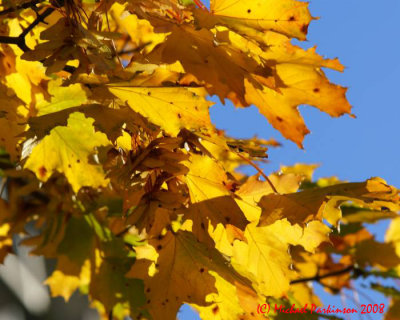 LeafPeeping 07172 copy.jpg