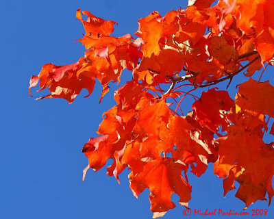 LeafPeeping 07179 copy.jpg