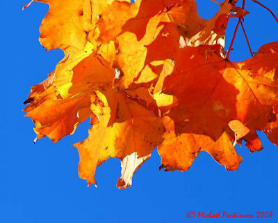 LeafPeeping 07182 copy.jpg