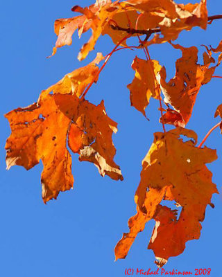 LeafPeeping 07184 copy.jpg