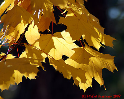Leaf Peeping 01850 copy.jpg