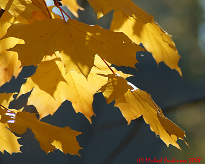 Leaf Peeping 01853 copy.jpg