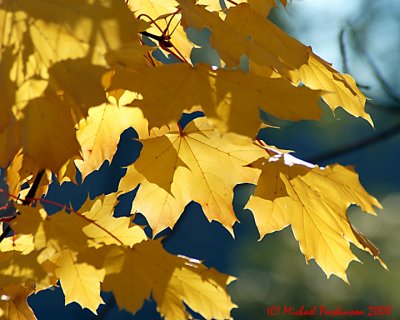 Leaf Peeping 01854 copy.jpg