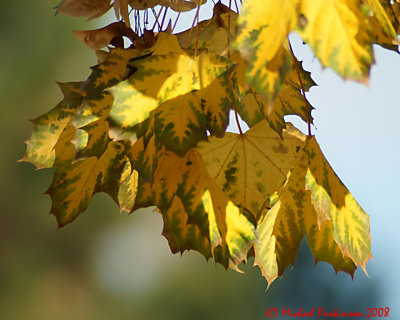 Leaf Peeping 01857 copy.jpg