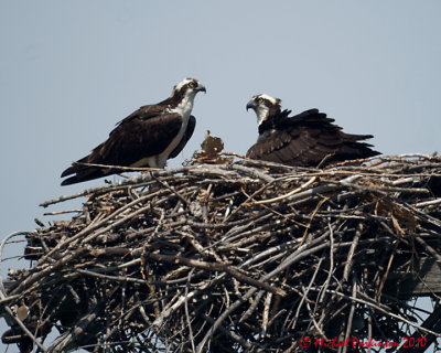 Ospreys 04526 copy.jpg