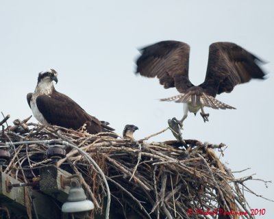 Ospreys 04688 copy.jpg