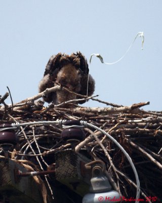 Ospreys 04903 copy.jpg