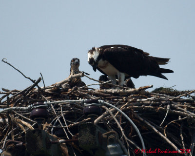 Ospreys 04933 copy.jpg