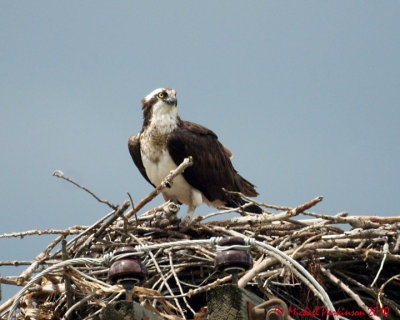 Ospreys 05034 copy.jpg