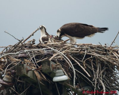 Ospreys 05044 copy.jpg