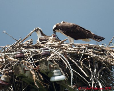 Ospreys 05048 copy.jpg