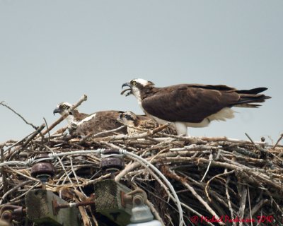 Ospreys 05056 copy.jpg