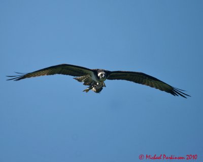 Ospreys 06107 copy.jpg