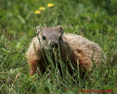 Ground Hog 04441 copy.jpg