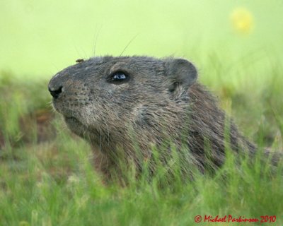 Ground Hog 05134 copy.jpg