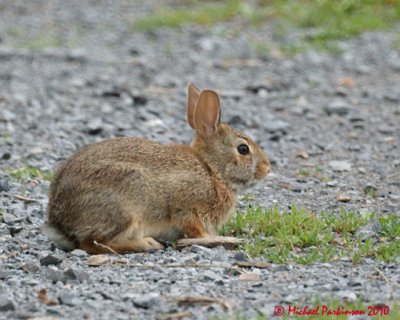 Rabbit 04761 copy.jpg