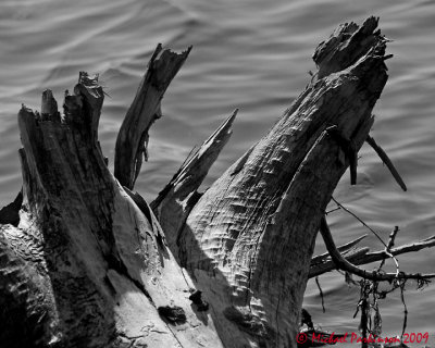 Logs 07041 copy.jpg