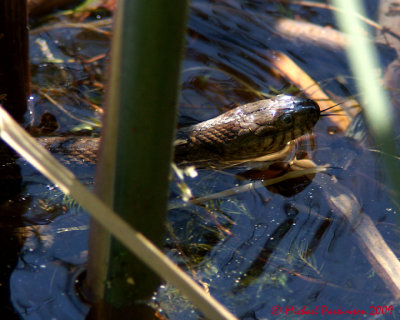 Northern Water Snake 07193 copy.jpg