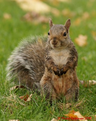 Grey Squirrel 09230 copy.jpg