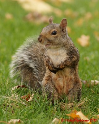 Gray Squirrel 09231 copy.jpg