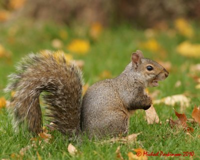 Gray Squirrel 09236 copy.jpg