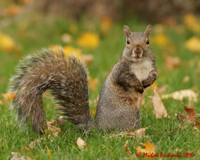 Gray Squirrel 09237 copy.jpg