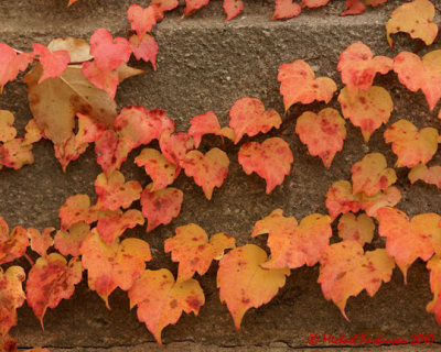 Leaf Peeping 08926 copy.jpg