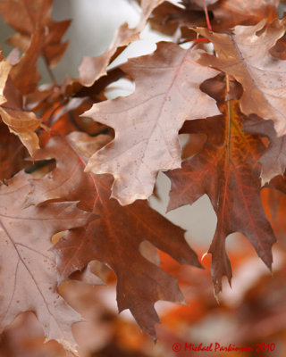 Leaf Peeping 08967 copy.jpg