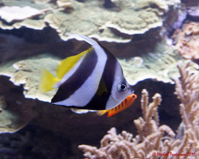 Royal Ontario Museum 06496_filtered copy.jpg