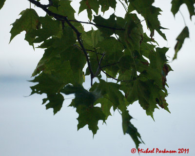 Leaf Peeping 07128 copy.jpg