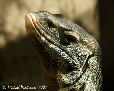 Zoo 09742.JPG