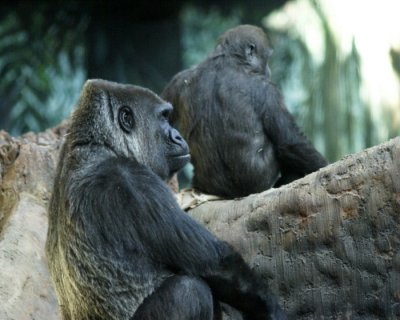 Zoo 09767.JPG