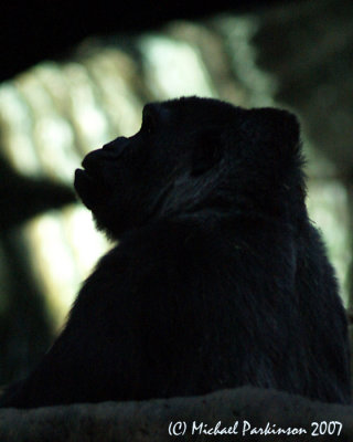 Zoo 09772.JPG