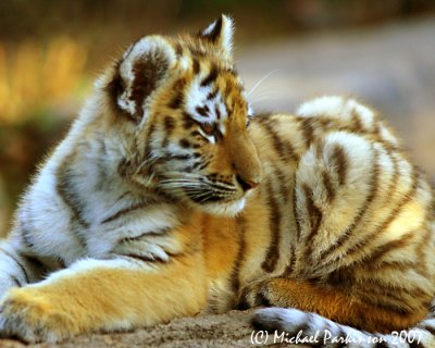 Zoo 09816.JPG