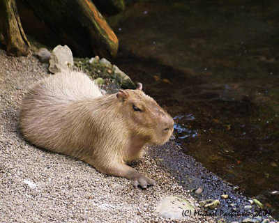 BioDome 07747.JPG