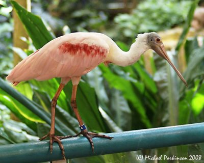 BioDome 07772.JPG