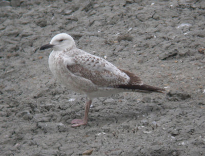 1st winter, Dix Pit, Oxon, April 2005