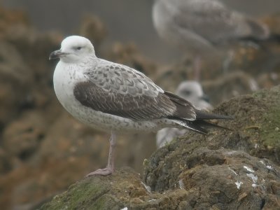 1st winter, Dix Pit, Oxon, January 2006