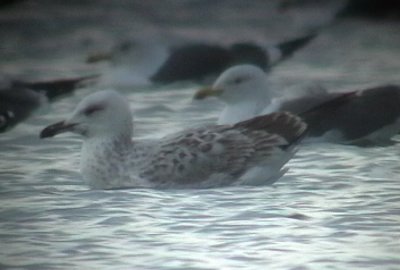 First winter, Farmoor, Oxon, February 2006.
